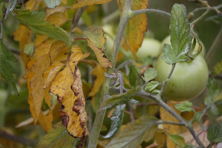 wilting leaves can be a sign of diseased tomato plants