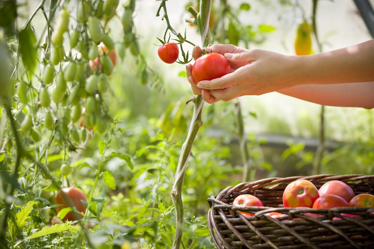 picking tomatoes from the plant