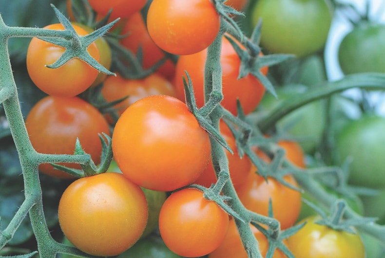 Slowly ripening tomato 'Sungold' variety on stem