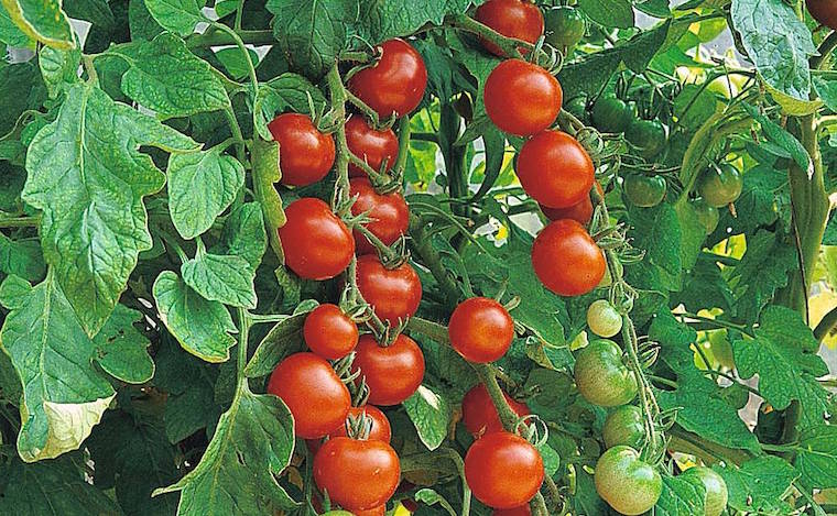 How To Grow Tomatoes Thompson Morgan