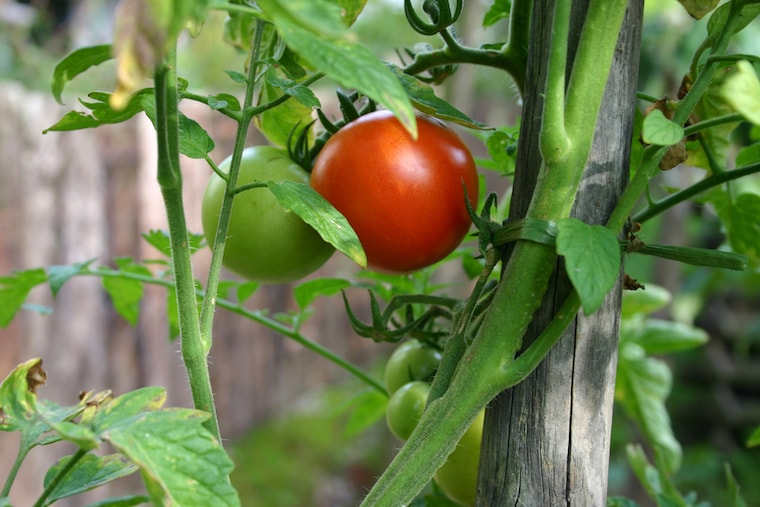 training tomato plants