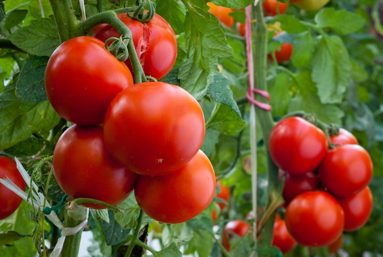 Two groups of tomatoes supported by ties