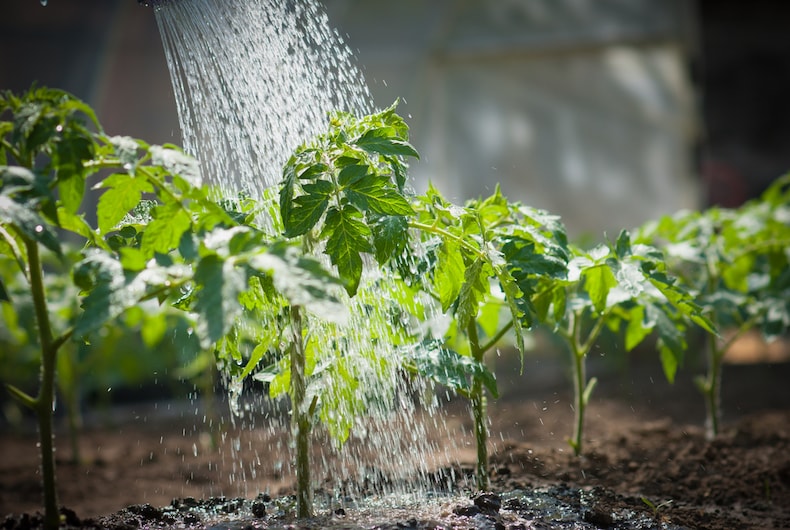 Watering tomato plants planted in ground