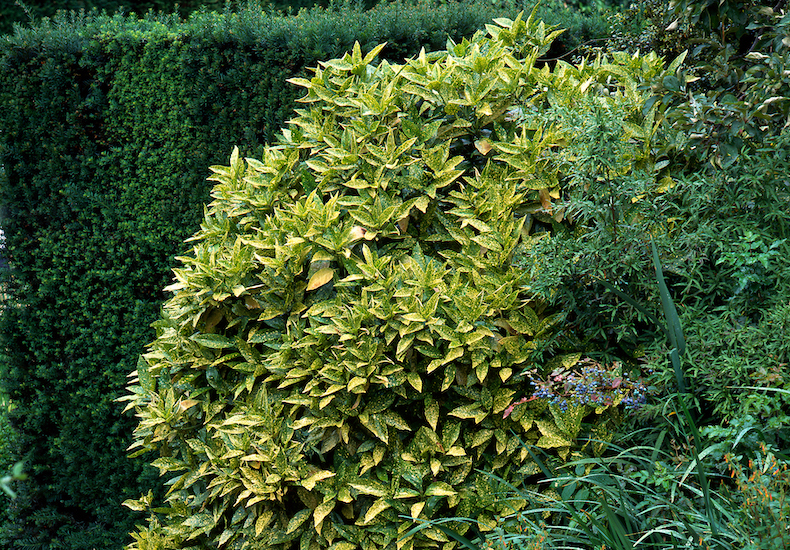 Aucuba japonica 'Crotonifolia' hedging from Thompson & Morgan