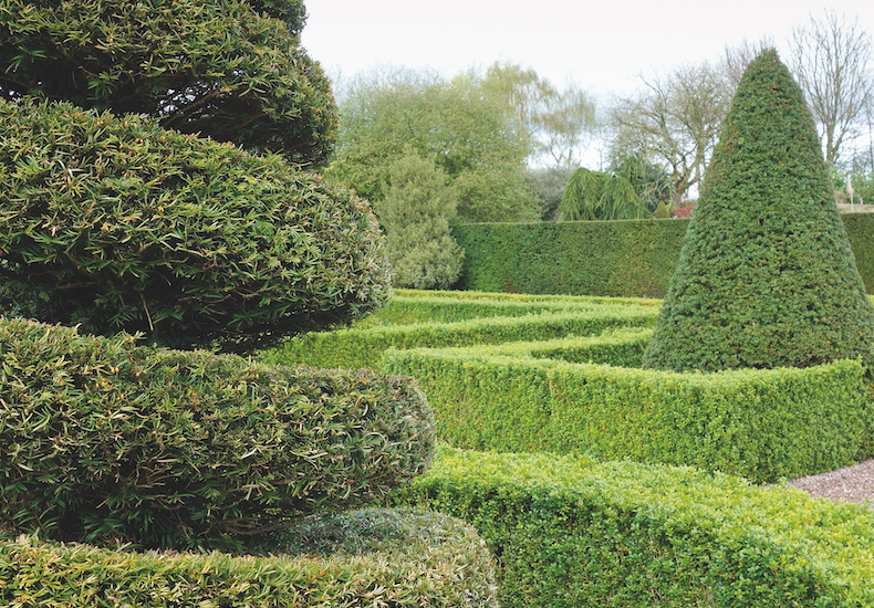 English Yew Hedging from Thompson & Morgan