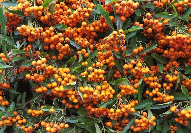 Orange pyracantha hedging from Thompson & Morgan