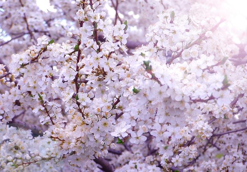 Cherry plum (Hedging) from Thompson & Morgan