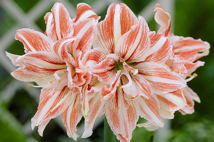 Amaryllis 'Dancing Queen' from Thompson & Morgan