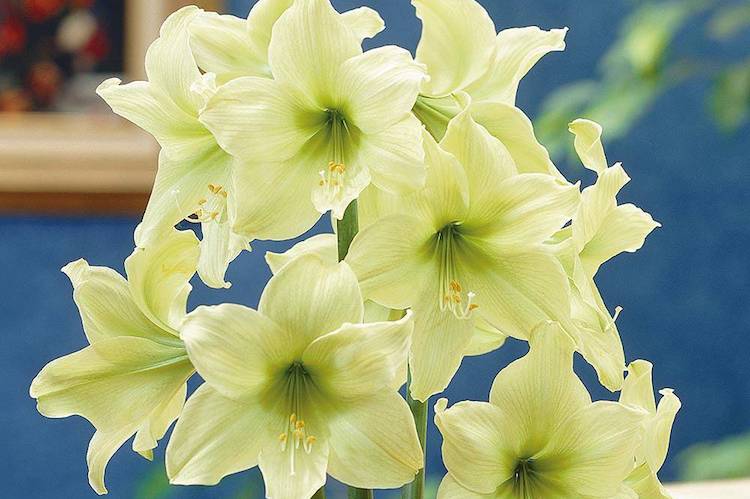 Hippeastrum Amaryllis Bulbs Bonsai Perennial Flower Green Gift Rare Hardy Plant 