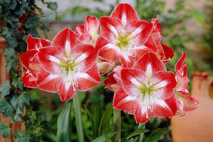 Amaryllis 'Minerva' from Thompson & Morgan