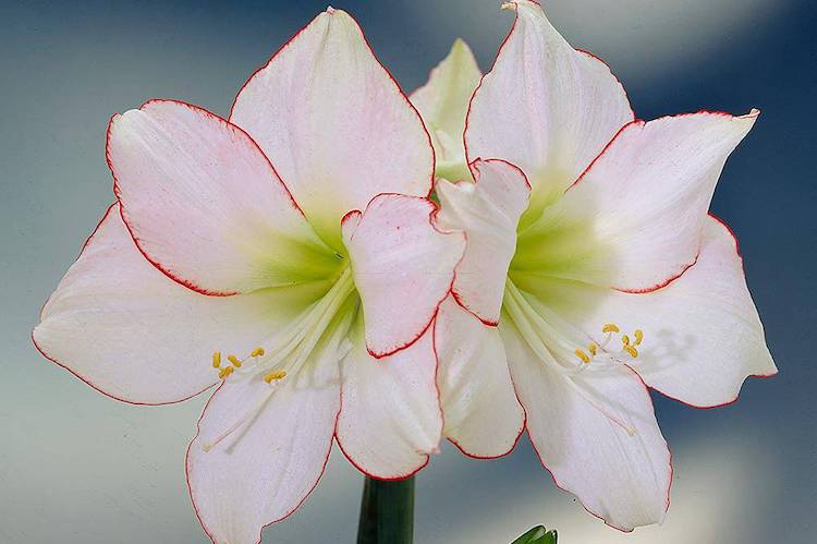 Amaryllis 'Picotee' from Thompson & Morgan