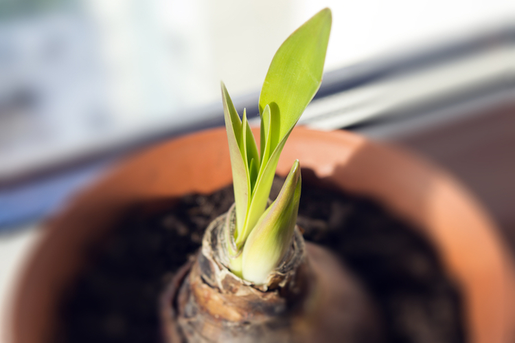 Repotting aмaryllis flowers