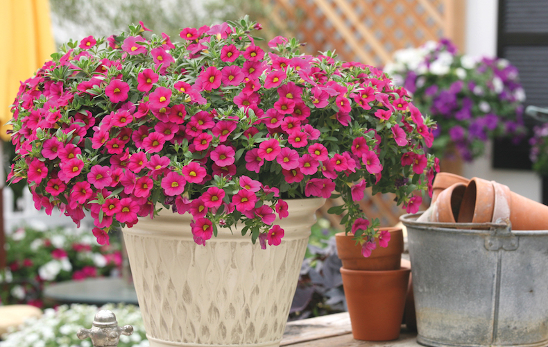 Calibrachoa 'Million Bells Pink' from Thompson & Morgan