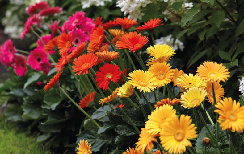 Gerbera 'Sweet Collection' from Thompson & Morgan