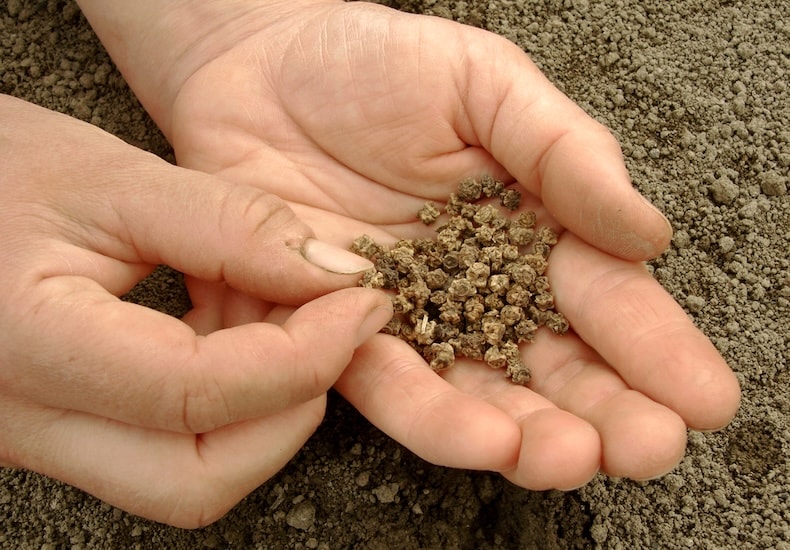 Beetroot seeds in hand