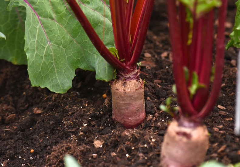 Cylindrical beetroot roots