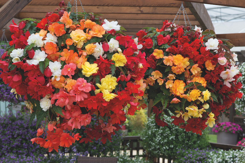 Begonia 'Illumination Mix' from Thompson & Morgan