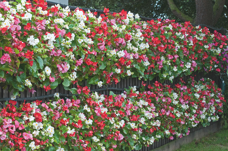 Begonia semperflorens 'Lotto Mixed' від Thompson & Morgan