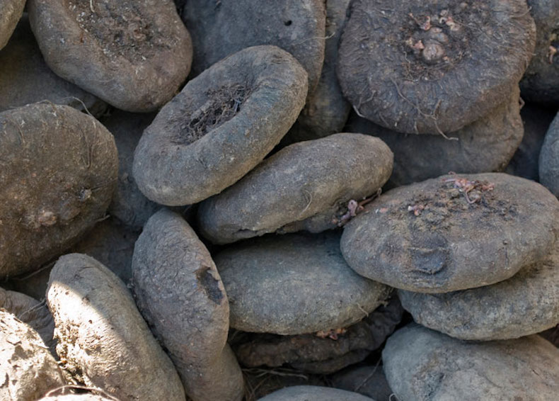 Begonia tubers closeup