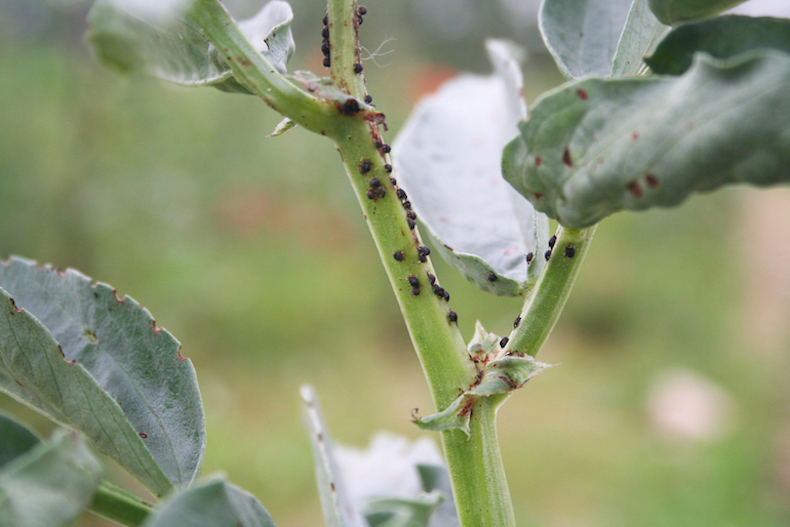 A black bean aphid infestation