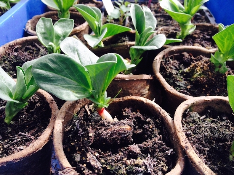 pots of broadbeans in a blue tray