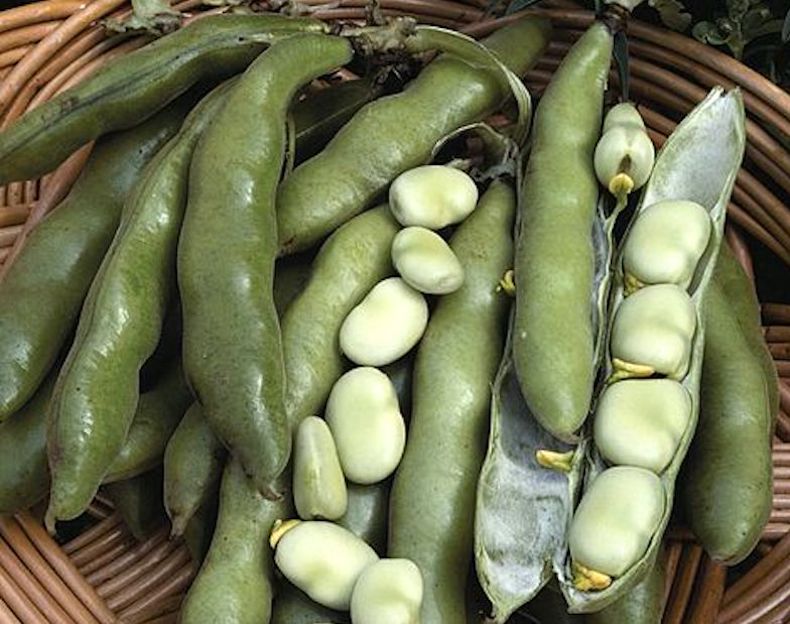 Broad Bean 'The Sutton' from Thompson & Morgan