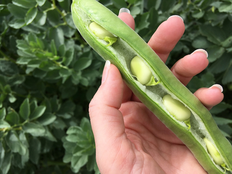 ripe broadbeans held in hand