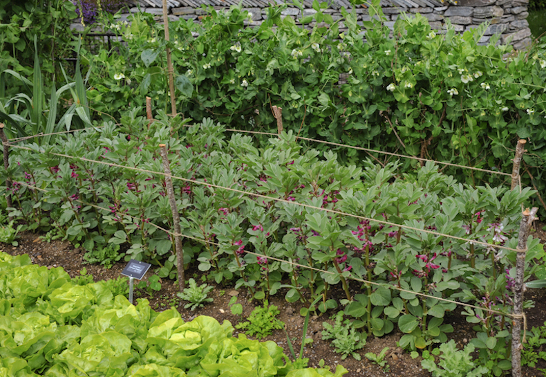 rows of broadbeans tied together with string