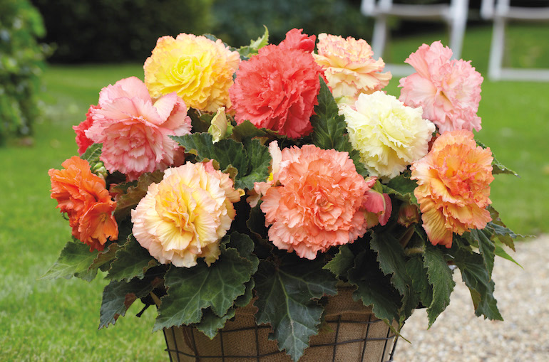 Begonia x tuberhybrida 'Giant Picotee Papilio'