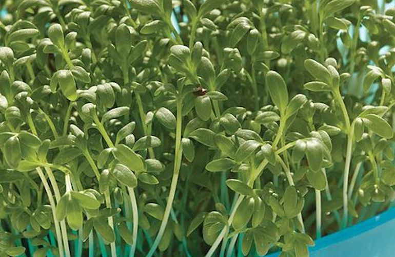 Cress 'Extra Curled' from Thompson & Morgan