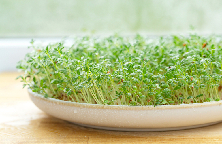 Cress in a wide bowl
