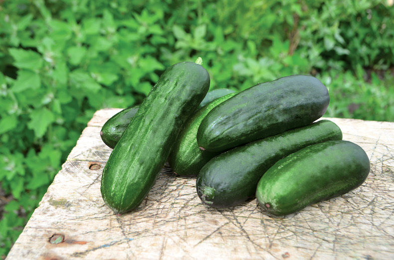 7 Reasons Your Cucumbers Are Yellow (and How to Fix It)