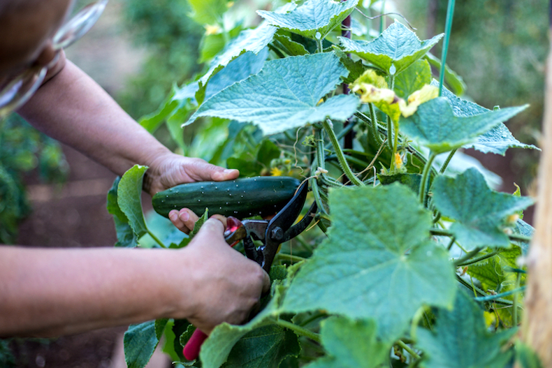 harvesting cucumbers with secateurs