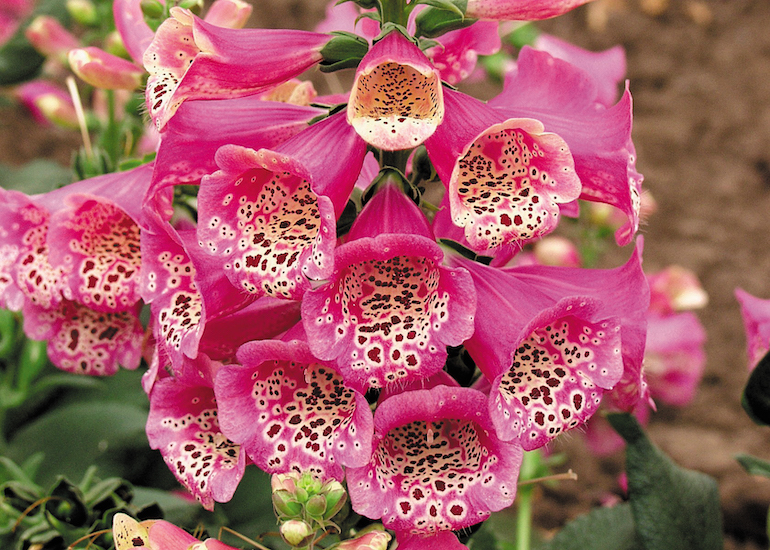Foxglove 'Camelot Rose' from Thompson & Morgan