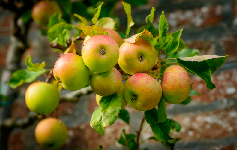 Apple 'Blenheim Orange' from Thompson & Morgan