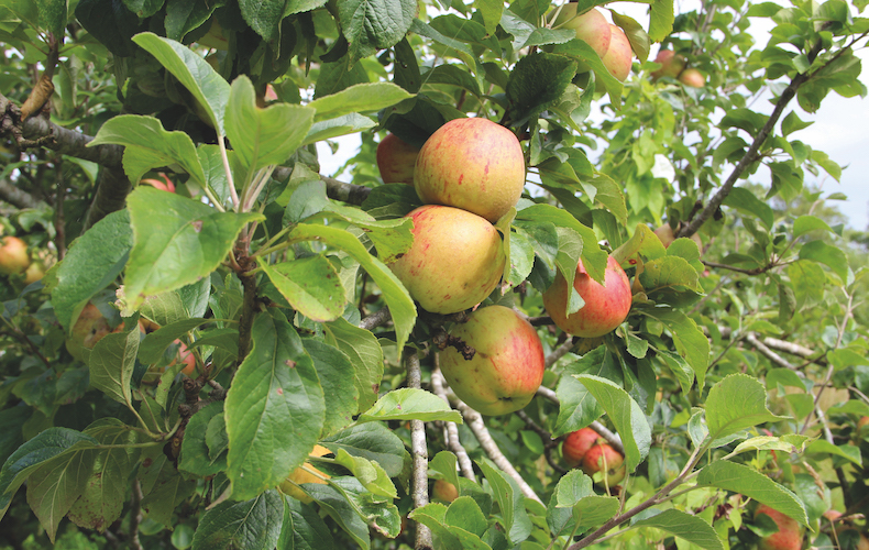 Apple 'Bramley's Seedling' from Thompson & Morgan