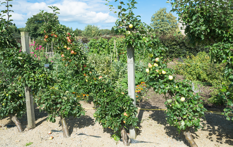 Collection of cordon fruit trees