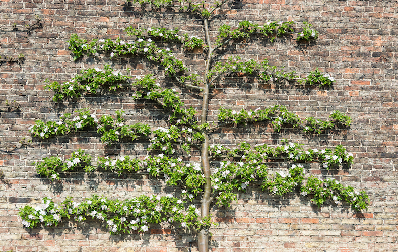 Espalier fruit tree against