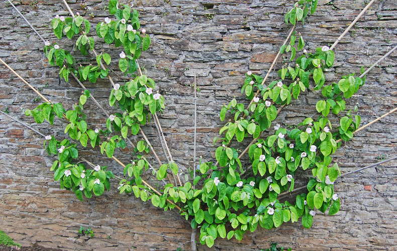 Fan trained fruit tree against wall