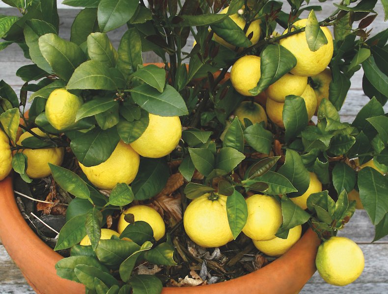 Fruiting Lemon Bush from Thompson & Morgan