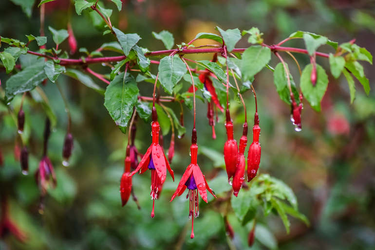 fuchsias covered in water