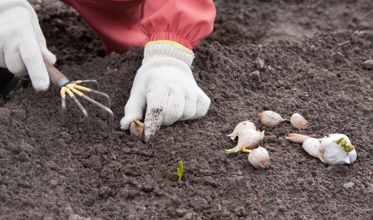 How To Grow Garlic Thompson Morgan
