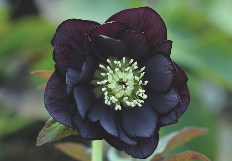 Hellebore 'Double Black'