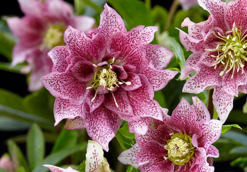 Hellebore 'Hello Amber'