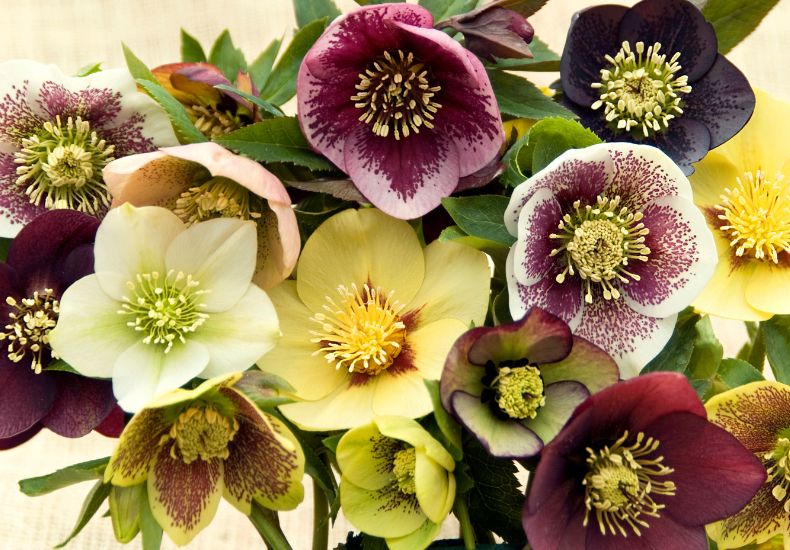 Hellebore 'Winter Flowering Hybrid Mix Improved'