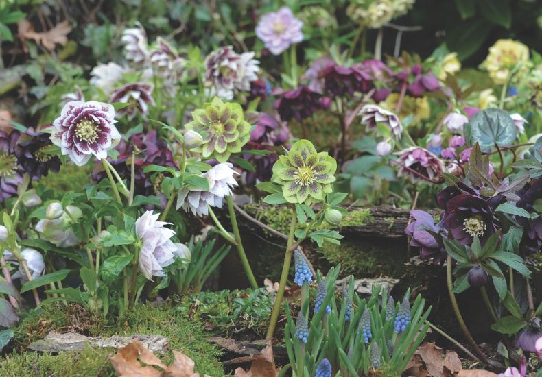 Hellebore 'Double Mixed'