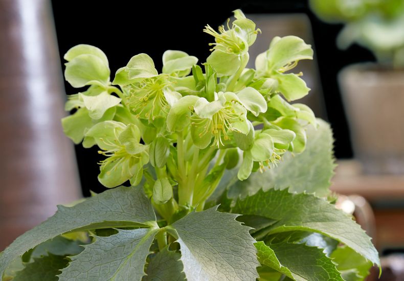 Hellebore 'Silver Lace'