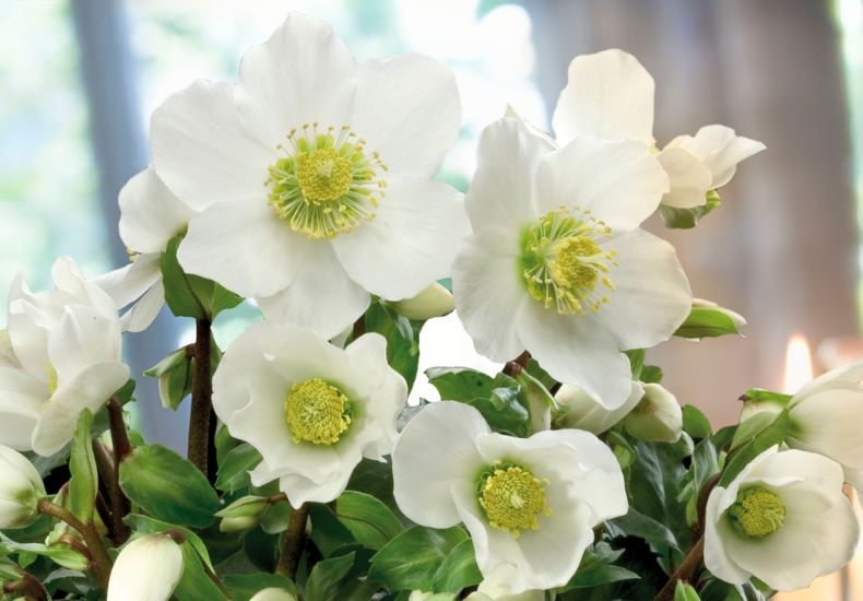Hellebore Niger (Christmas Rose)