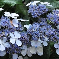 blue hydrangea serrata variety
