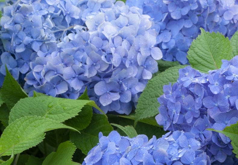 Blue mophead hydrangea with green leaves